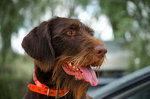 German Long-haired Pointer